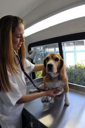 Saúde Veterinária