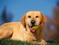 /album/galeria-de-fotos/dog-capa-jpg/
