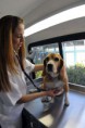 Saúde Veterinária